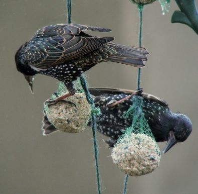 fat balls