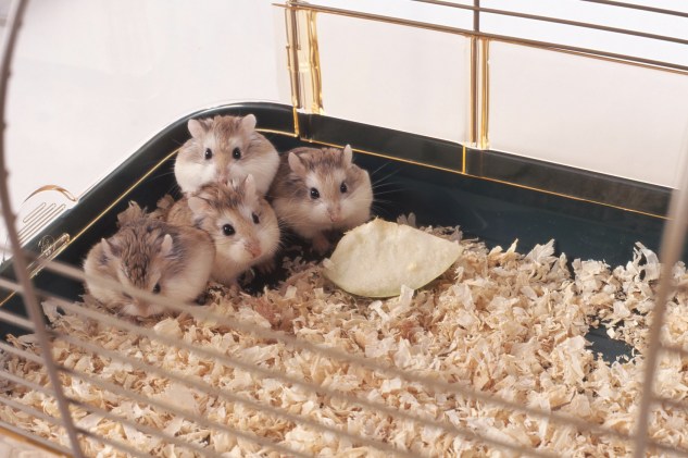 jeunes hamsters dans leur cage